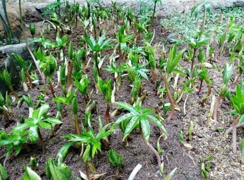 问题：网上说的层积处理到底是啥操作？