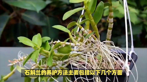 “肿结石斛夏天如何养护？”