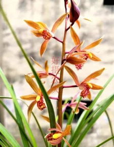 蕙兰开花后复花技巧