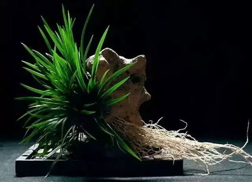 菖蒲水培容易吗？适合长期水培养护吗