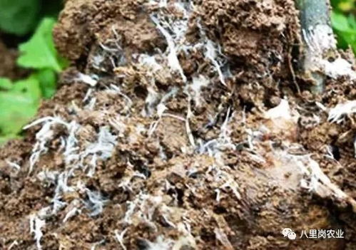 牡丹花白绢病的发病时间和原因