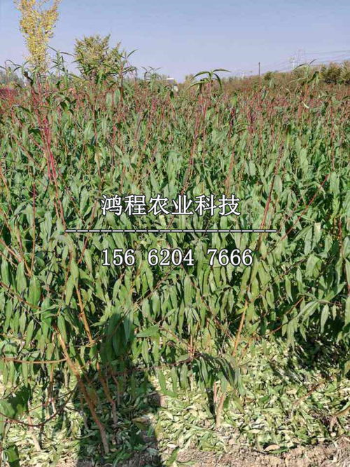 后续管理：从“小宝宝”到“大壮汉”全靠用心呵护