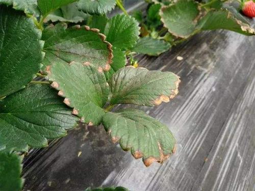 第一步：选择合适的种子和苗