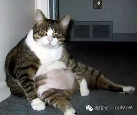 猫咪上火可以喝菊花茶吗？这样处理才更安全
