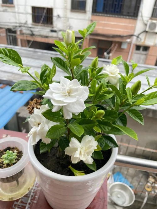 室内养什么花好？养这些花