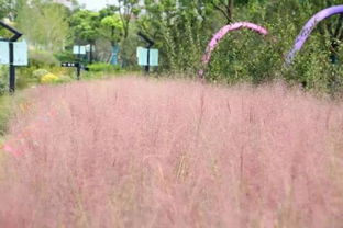 北方田野里的色彩盛宴