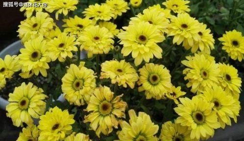 夏日菊花的美丽剪影：球状修剪全攻略