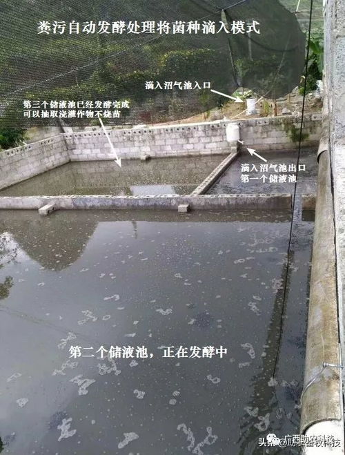 猪场环保技术：生物发酵、沼气利用、生态循环