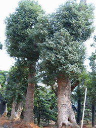 大叶香樟， 绿色的巨人