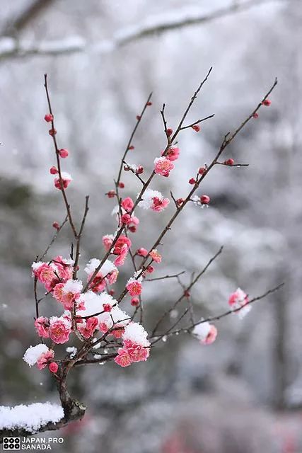 花中四君子：探寻那四片绿叶中的灵魂