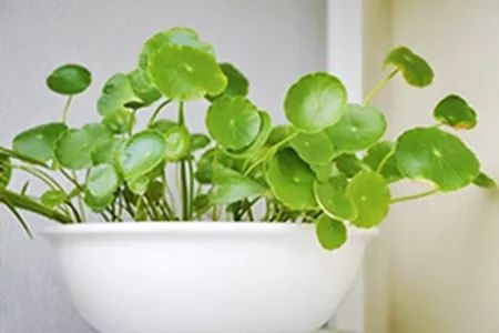铜钱草烂根怎么办？