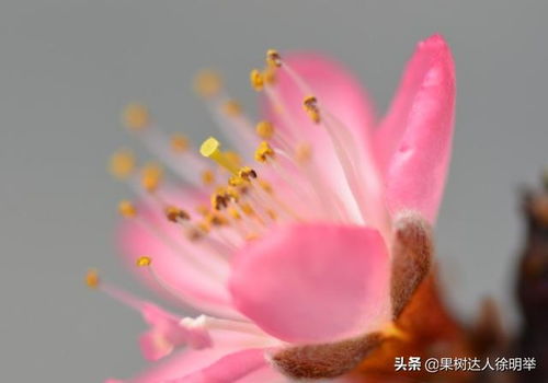 佛手果如何坐果牢？关键在于授粉时机