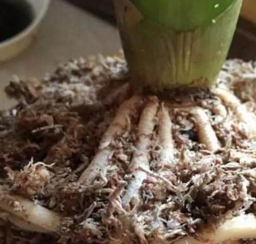 君子兰种子如何种植才能发芽率高？