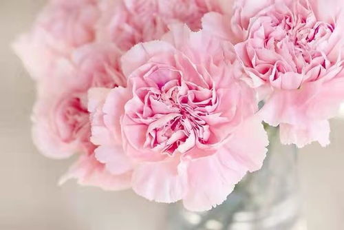 教师节送什么花？康乃馨代表着尊敬