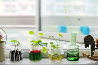 水培植物黄叶烦恼？快来学学这些小技巧！