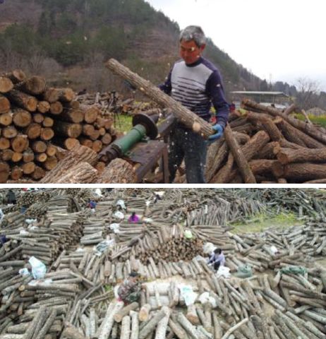 种植木耳在市场上销售前景如何，能稳定盈利吗