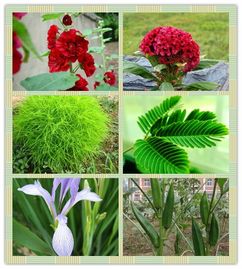 水生花卉种植，如何实现年利润翻番