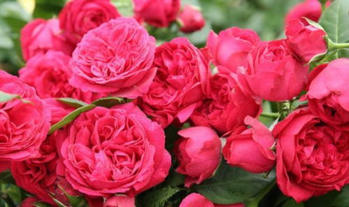 适合在哪些季节种植?