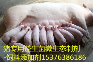哪种猪饲料的转换率更高，能提高饲料利用率？