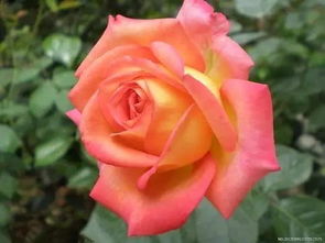 月季/巴斯之妻：我的生活就像一朵花， 绽放又凋零