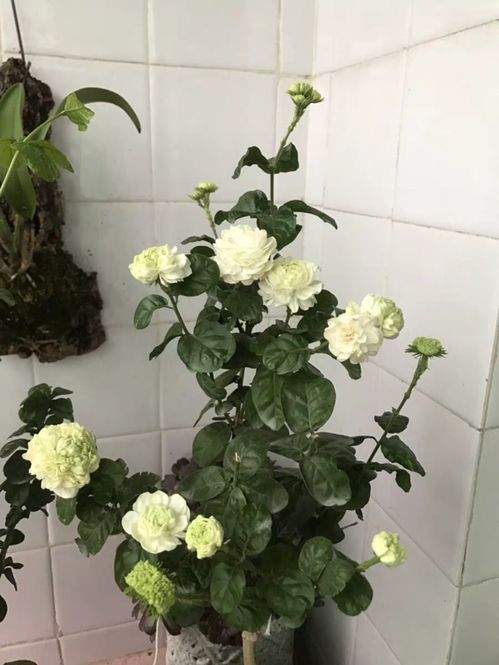冬季如何养护虎头茉莉？了解其生长习性和冬季养护要点