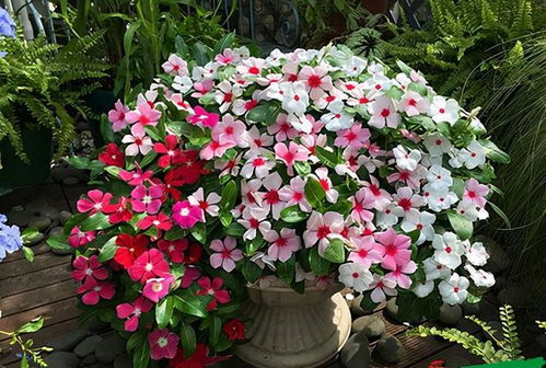 耐旱草花：西北山地的好伙伴