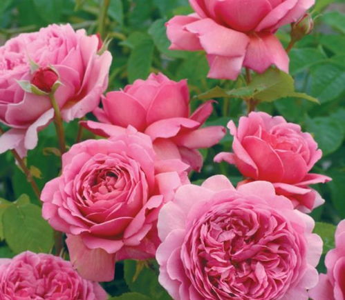 阳光充足， 花儿梗灿烂