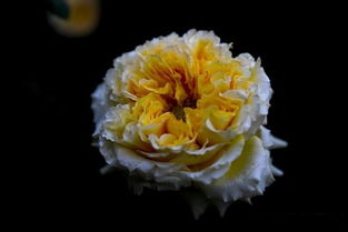 月季的分类体系及标准