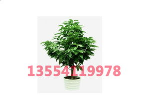 西安绿植租摆市场的概况