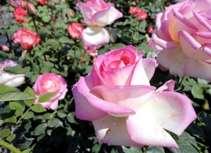 未来 南阳月季的展望