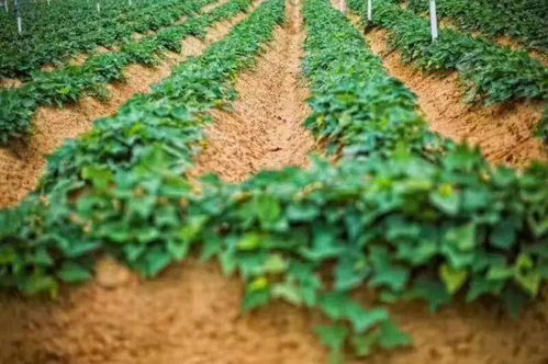 乙草胺：除草界的超级英雄