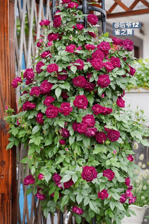 藤本品种：安吉拉