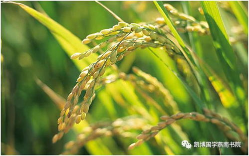 如何避免皂角种子泡烂？老农3招省30%种子成本