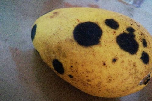 病害侵袭，芒果受苦