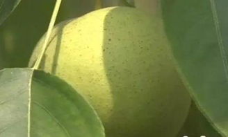 一、不用化肥农药的原因