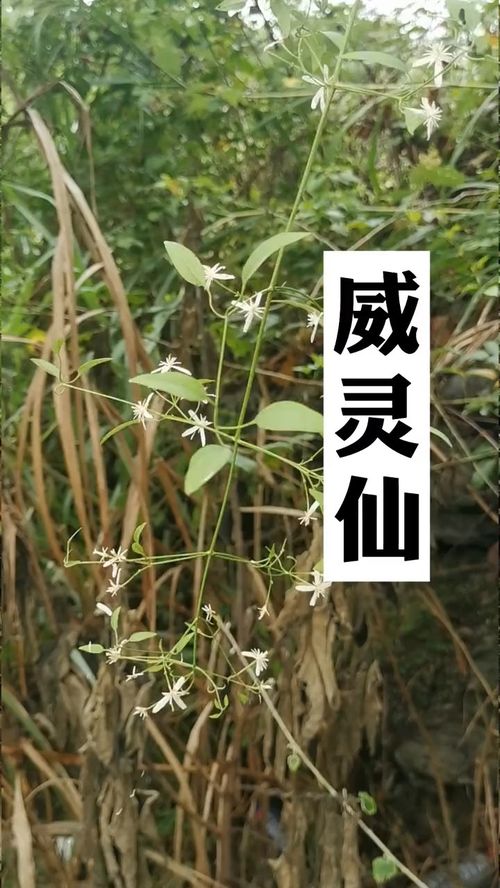 探秘除草剂：草木皆兵的战争武器
