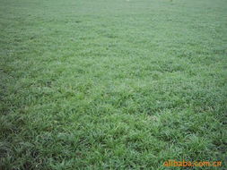 麦冬草的种类与特点