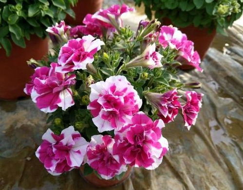 紫罗兰：清新小精灵