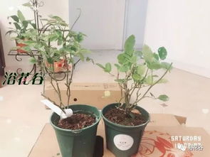 冬天盆栽植物如何浇水？浇水量和频率如何把握
