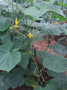 果树：长远的投资