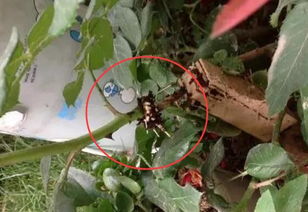 月季扦插，简单到不嫩再简单了