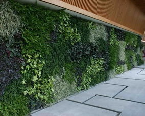 高层建筑墙面绿化， 植物选择全攻略