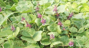 种植方法：育苗移栽， 还是直接播种