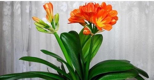 虎皮箭兰花养殖技巧：如何轻松养护你的虎皮剑兰花？