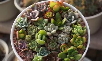 多肉小苗长得慢，咋办呢？