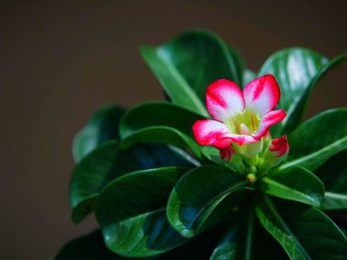 施肥与病虫害防治， 包谷花的“营养餐”和“健康护航”