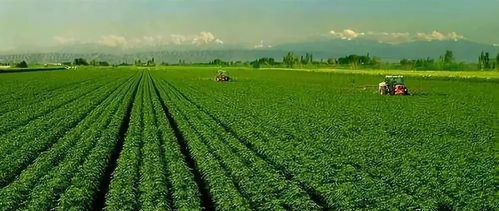 甲维盐需求激增，绿色农业新引擎火力全开