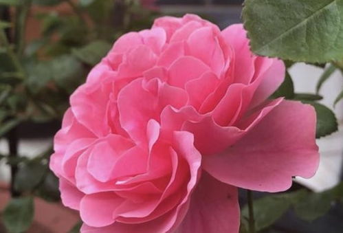 光照：月季花的阳光伙伴