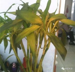 处理伤口：小心谨慎， 防患未然