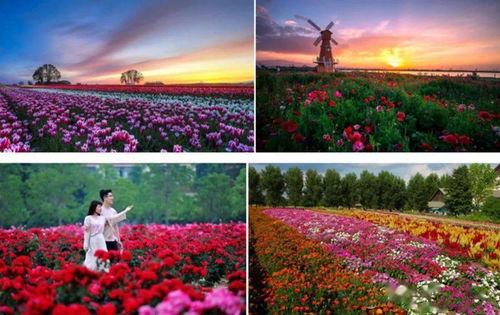 月季园里的活动